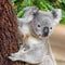 Koala climbing tree in outback wilderness in Australia