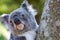 Koala Close Up In Tree