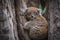 koala cub clinging to its mother as they travel among the eucalyptus trees