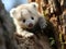 Koala cub fake rock climbing in setup