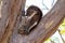 Koala during daytime, sleeping on an eucalyptus branch. Sleeping and changing position, Western Australia WA, West coast,