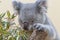Koala eating closeup