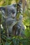 Koala eating eucalyptus leaf