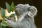 Koala eating eucalyptus leaves