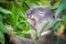 Koala eats delicious eucalyptus leaves