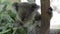 Koala eats eucalyptus leaf