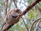 Koala in eucalyptus forest