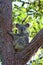 Koala in Eucalyptus Tree, Australia