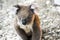 Koala in evening light, closeup Koala bear in wild, Australia