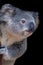 Koala gazing out into the world