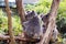 koala in guangzhou wildlife zoo