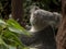 Koala in a Gum Tree Looking Up