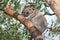 Koala on gum tree, Raymond Island, Gippsland Lakes