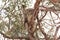 Koala on gum tree, Raymond Island, Gippsland Lakes