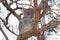 Koala on gum tree, Raymond Island, Gippsland Lakes