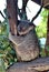 Koala holding a tree limb