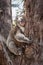 Koala hugging eucalyptus tree at its afternoon nap.