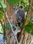 Koala hugging a tree