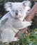 Koala hugging a tree