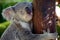 Koala Hugging Wooden Pole