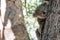 Koala joey hanging on a tree