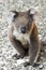 Koala, Kangaroo Island, Australia - Wallpaper