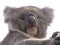Koala looking cute as