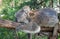 Koala lying on the branch