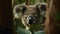Koala marsupial with furry, tree, outdoors, nature, close up, looking generated by AI