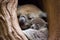 koala mother hugging her baby in a eucalyptus tree