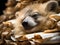 Koala office worker napping on paper pile