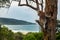 Koala overlooking the rugged shores of the Great Ocean Road