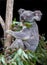 Koala perched on branch eating gum leaves