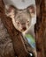 Koala perched in the fork of a tree