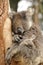 The koala Phascolarctos cinereus