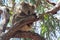 Koala (Phascolarctos cinereus)