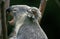 Koala, phascolarctos cinereus, Adult Yawning, Australia