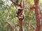 Koala, Phascolarctos cinereus, Australia