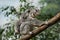 Koala, phascolarctos cinereus, Female carrying Young on its Back