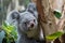 Koala - Phascolarctos cinereus, portrait of beautiful iconic animals
