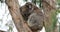 Koala, Phascolarctos cinereus, relaxing 4K