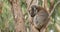 Koala, Phascolarctos cinereus, in a tree 4K