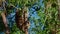 Koala - Phascolarctos cinereus on the tree in Australia, climbing, eating, and watching face to face, moving in the strong wind