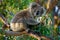 Koala - Phascolarctos cinereus on the tree in Australia, eating, climbing