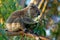 Koala - Phascolarctos cinereus on the tree in Australia, eating, climbing