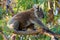 Koala - Phascolarctos cinereus on the tree in Australia, eating, climbing