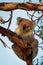 Koala - Phascolarctos cinereus on the tree in Australia, eating, climbing