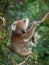 Koala - Phascolarctos cinereus on the tree in Australia, eating, climbing