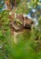 Koala - Phascolarctos cinereus on the tree in Australia, eating, climbing