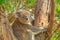 Koala Phillip Island